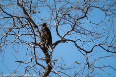 Galapagos-Tiere62.jpg